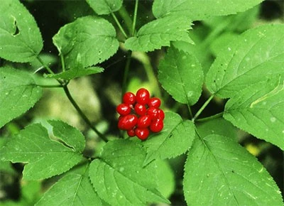 ginseng extract