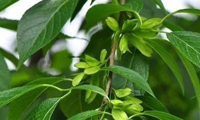 K čemu se používá extrakt z listů Eucommia Ulmoides?